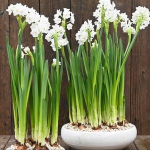 Meet your Posher, Holly